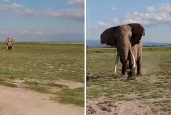 Агрессивный слон не на шутку напугал туристов