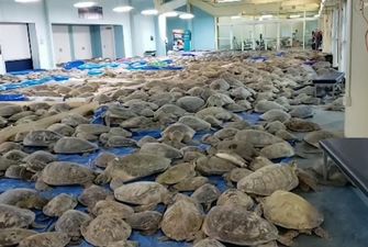 Из-за сильных морозов люди в Техасе спасают тысячи морских черепах