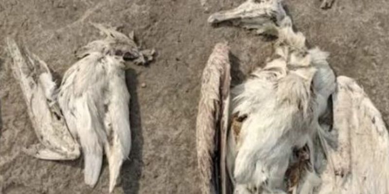 При загадочных обстоятельствах в Индии погибли тысячи птиц