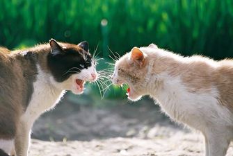 От любви до ненависти: Коты жестко подрались через секунду после нежностей