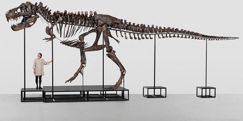 Ученые открыли новый вид динозавров, живших в Патагонии 70 миллионов лет. Фото