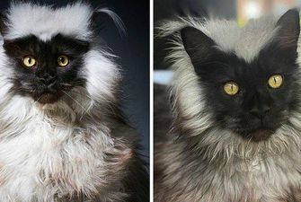 Кот мейн-кун стал популярным в Интернете благодаря своей необычной внешности