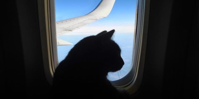 Жінка годувала грудьми кота на борту літака