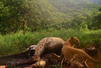 Надзвичайно рідкісного рожевого леопарда зняли на приховану камеру