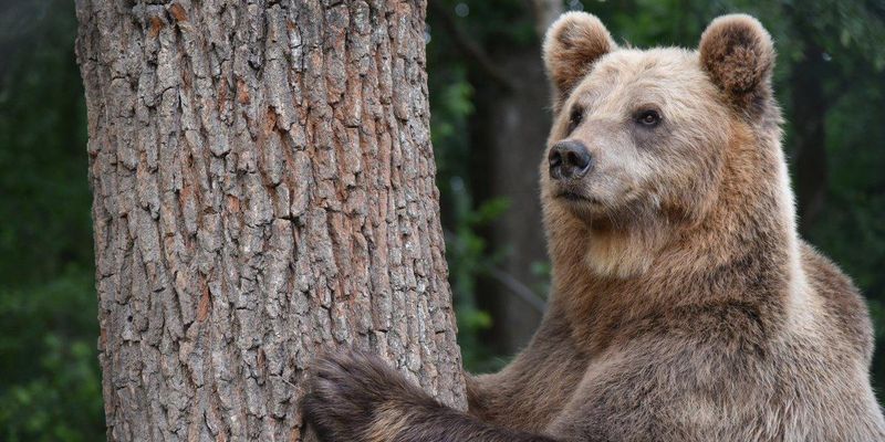 В США огромный медведь пробрался в дом и подрался с хозяином