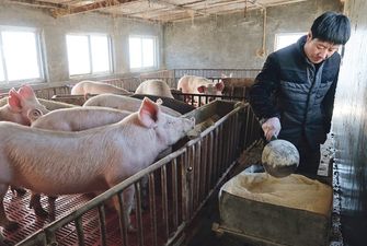 У Китаї до кінця року побудують більше 6 тисяч свиноферм