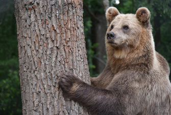 В США огромный медведь пробрался в дом и подрался с хозяином