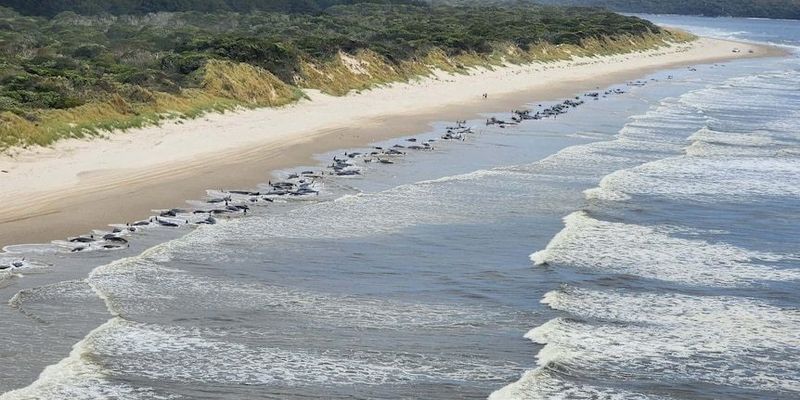 В тот же день, что и два года назад: сотни китов выбросились на берег Австралии