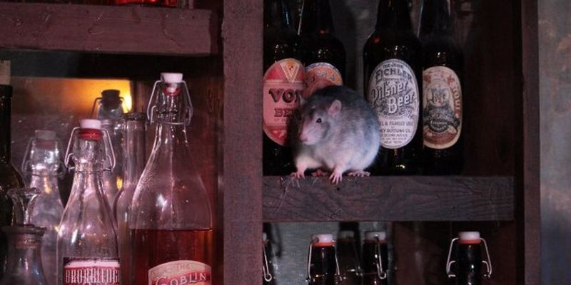 У США відкрили незвичний бар зі щурами: фото