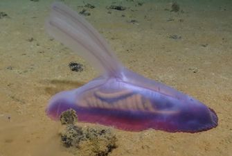 "Мармеладная белка" и "стеклянная губка": в Тихом океане обнаружено более 5 000 неизвестных существ