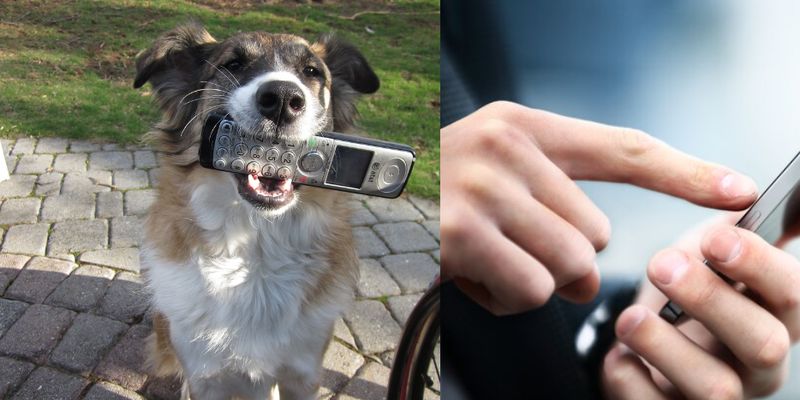 DogPhone: ученые создали телефон для собак и их хозяев