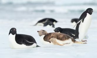 Опасный вирус достиг Антарктиды: ученые обнаружили первые смерти пингвинов