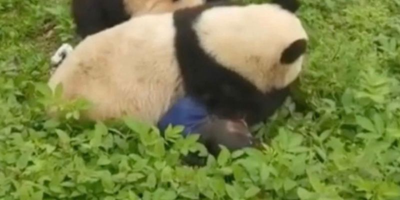 Гризли на очах у людей: злісні панди напали на доглядачку зоопарку – фото очевидців