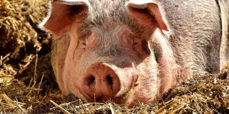 Тварина-донор: у Китаї вперше у світі трансплантували печінку свині людині