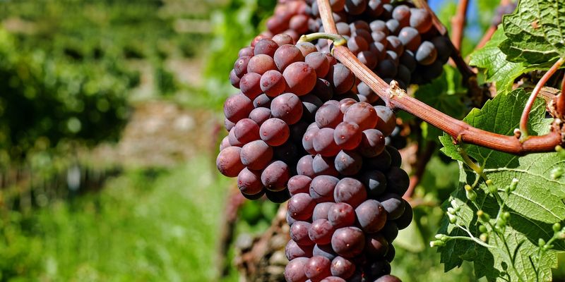 В Україні переробка винограду на виноматеріали скоротилась на 38,8%