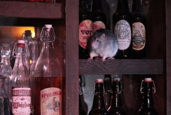 У США відкрили незвичний бар зі щурами: фото