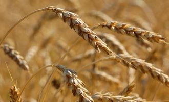 Будет идти через три порта: в Украине назвали пути возможного экспорта зерна
