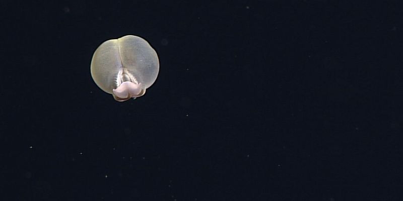 Ученые показали необычного обитателя морской бездны: его назвали в честь свиного зада и на то есть причины