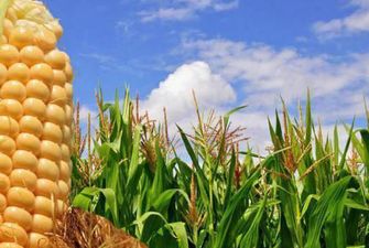 Україна почала обмолот кукурудзи