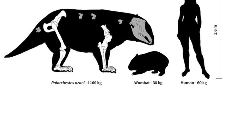 Гиганты с длинным языком: что умели и как выглядели предки коал, жившие миллионы лет назад