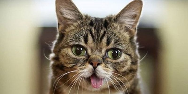 Владелец популярной в Instagram кошки собирается отправить ее прах в космос/Майк Бридавский придумал, как использовать популярность кошки Лил Баб даже после ее смерти