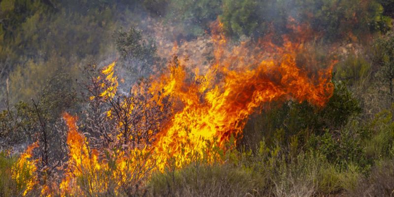 Из-за аномальной жары в Европе в этом году выгорело рекордное количество леса