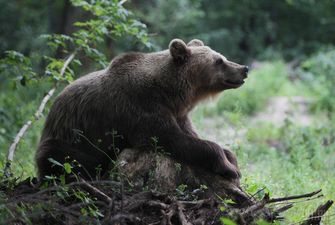 У Китаї схвалили використання жовчі ведмедя для лікування пацієнтів з коронавірусом