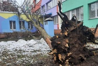 Едва избежали жертв: в Киеве штормовой ветер свалил дерево на детскую поликлинику, фото
