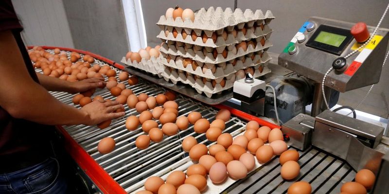 Україна значно скоротила виробництво яєць: що буде з цінами