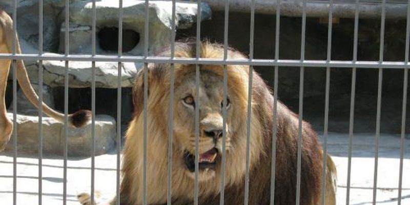 Одесский "смельчак" влез в клетку со львами: животные не пострадали. ВИДЕО