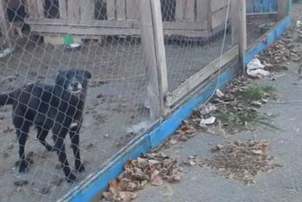 Под Киевом в приюте жестоко издевались над собаками. ФОТО