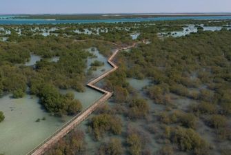 Абу-Даби позовет туристов в лес на воде