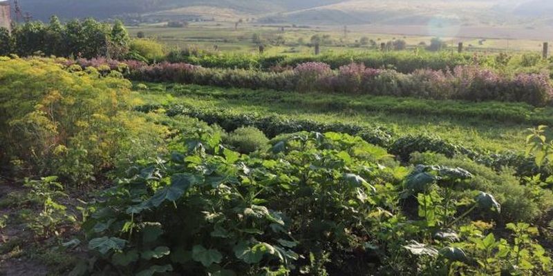 На Тернопільщині агропідприємство працює без застосування штучних добрив та хімікатів