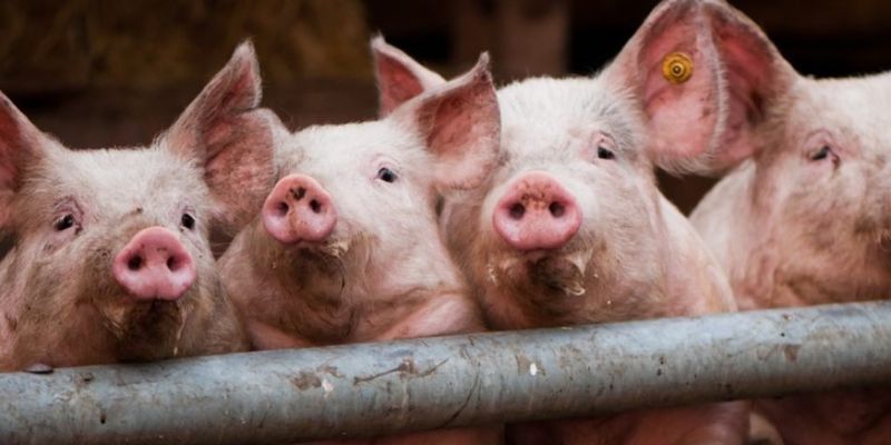 В Польше гигантские свиньи съели своего хозяина
