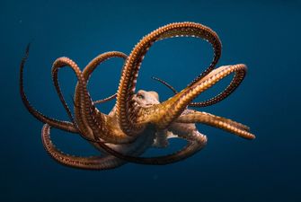 Самая странная борьба в мире: битва с осьминогом
