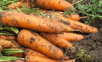 2 ложки этой подкормки – и морковь быстро пойдет в рост: соберете втрое больший урожай