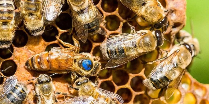 Прививка от вымирания. В США одобрена первая в мире вакцина для медоносных пчел