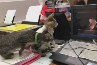 Интернет-пользователей насмешило видео с котятами, смотрящими мультфильм