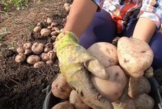 Как правильно садить картошку: полезные лайфхаки, о которых мало кто знает