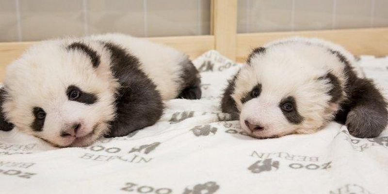 Ростуть і міцнішають: у Берлінському зоопарку показали знаменитих панденят-близнюків