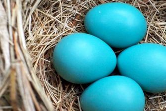 Науковці вивели новий різновид яєць незвичного кольору