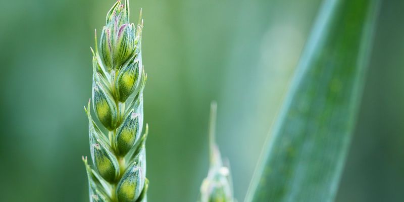 Поради експертів: Контролюємо хвороби озимих зернових в умовах потепління