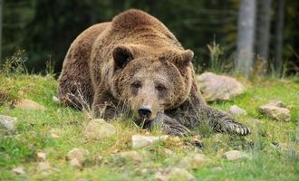 Кандидатка на премию Дарвина: в Румынии медведь набросился на туристку, которая хотела сделать с ним селфи. Видео