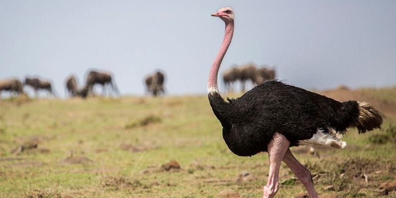 Ученые представили топ-10 самых крупных птиц в мире