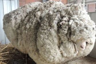 В Австралии скончалась самая известная овца в мире