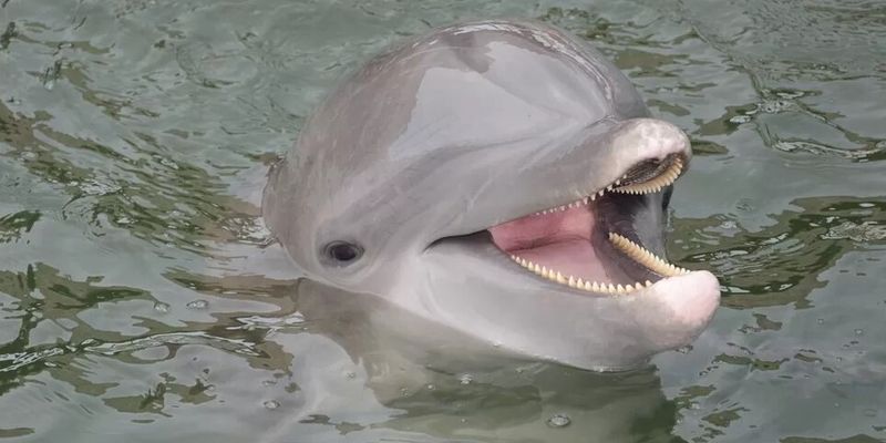 В Крыму наказали директора дельфинария, который выпустил животных в открытое море