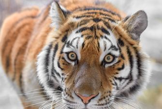 В России из машины посреди улицы выскочил тигр