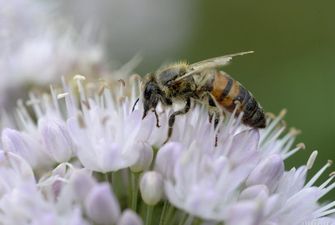 Українець помер від укусу бджоли