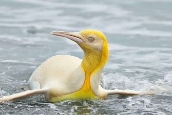 Фотограф дикой природы запечатлел ранее никогда не встречавшегося людям желтого пингвина