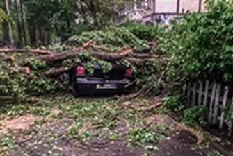 Непогода в Киеве: упавшие деревья повредили 11 автомобилей